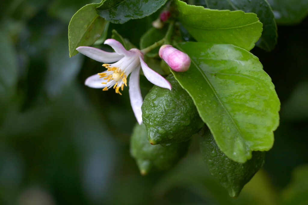 Zitronenblüte an einem Zitronenbaum