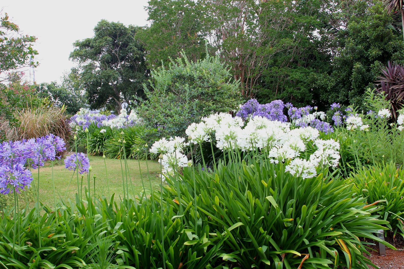Agapanthus pflegen Tipps zum Düngen & Gießen Plantura