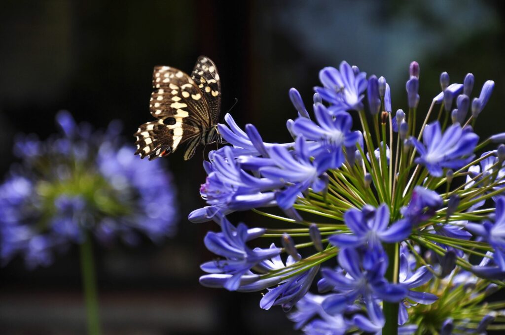 Schmetterling an blauer Agapanthus-Blüte