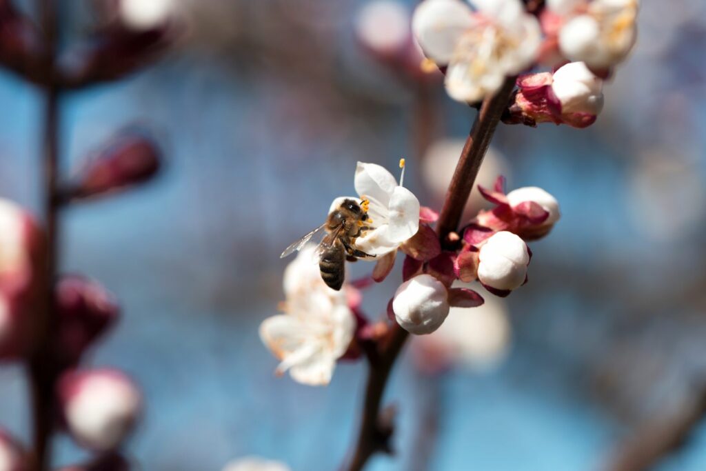 Biene an den Blüten eines Aprikosenbaums