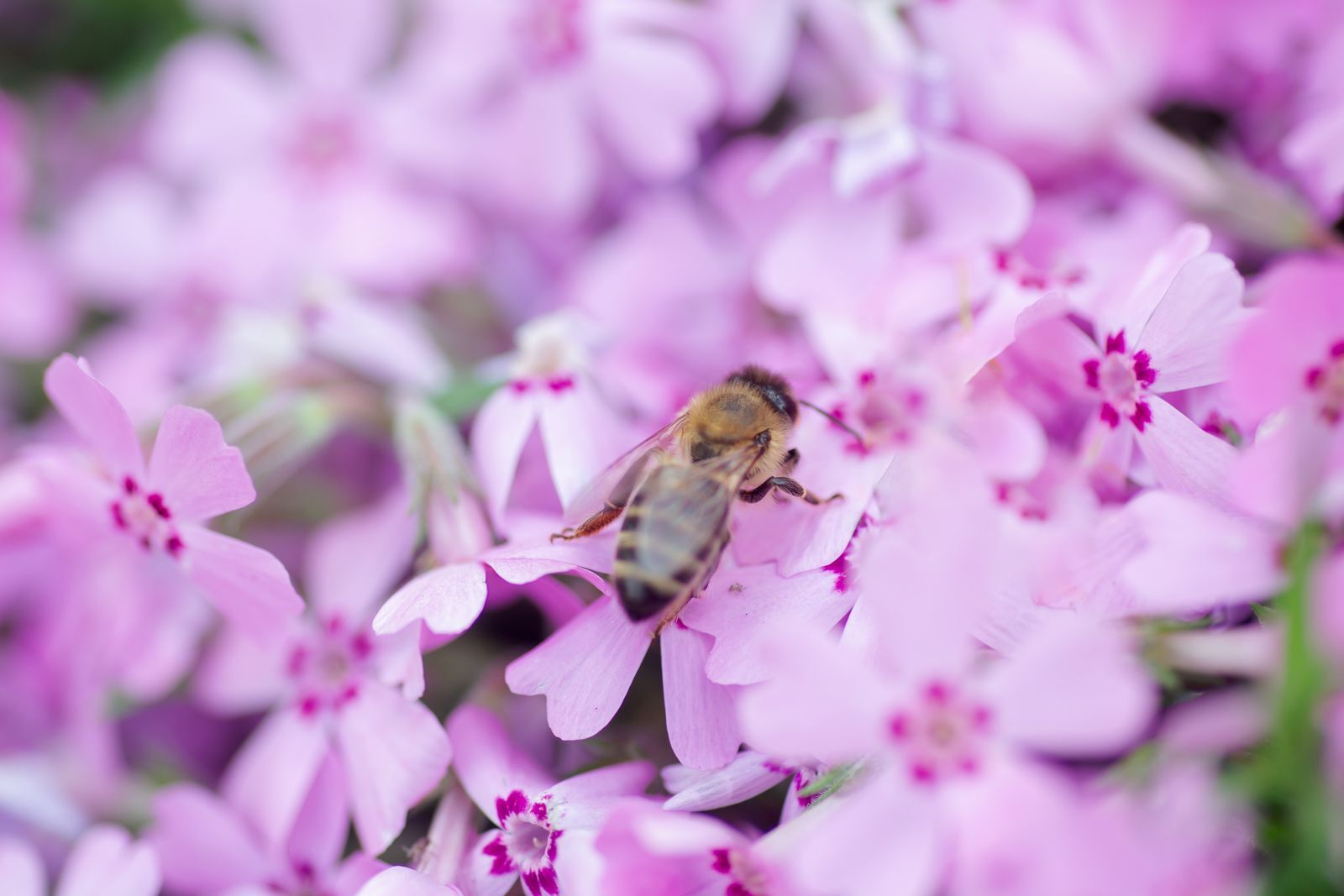 Phlox Bodendecker Bienen