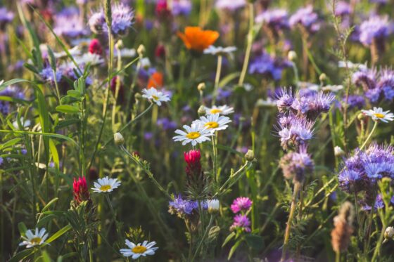 Bienenweide: Vorteile & Vorgehen beim Anpflanzen