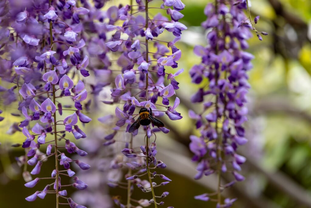 Biene auf Blüten von Blauregen