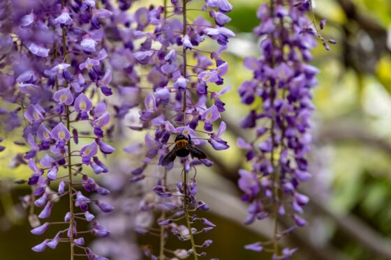 Insektenfreundliche Kletterpflanzen: Unsere Top 13 für den Garten