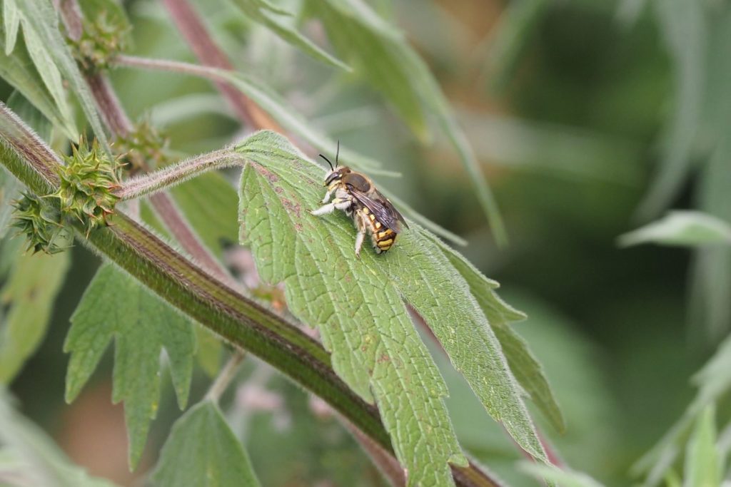 Wildbiene sitzt auf einem Blatt