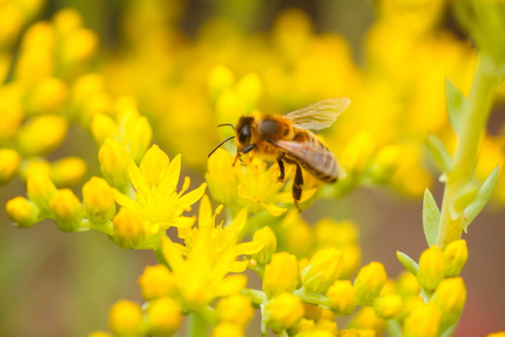 Gelb-blühender Mauerpfeffer mit Biene