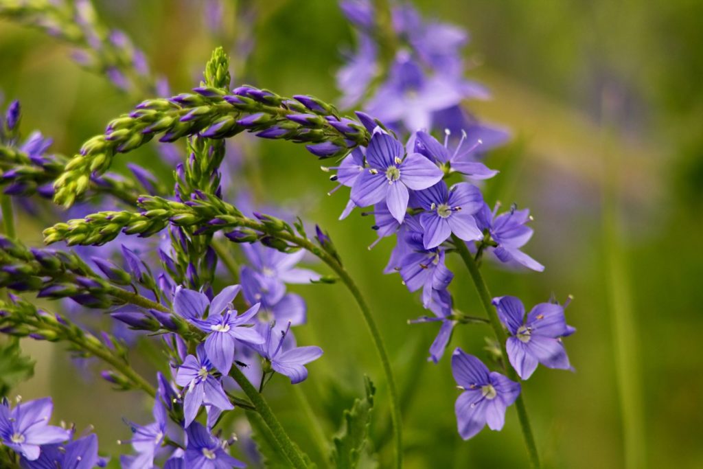 Veronica spicata mit blau-violetten Blüten