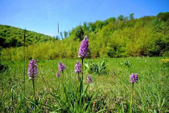 Einheimische & winterharte Orchideen: Die schönsten Arten für den Garten