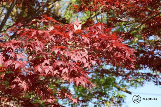 Ahorn düngen: Experten-Tipps zum Düngen von Japanischem Ahorn
