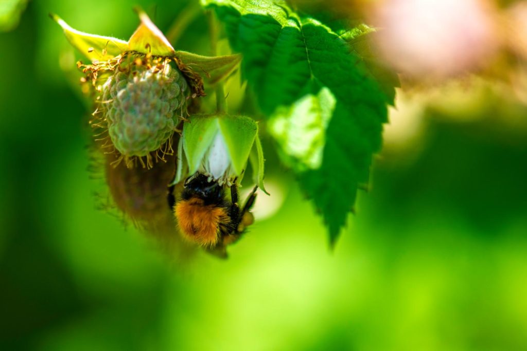 Hummel an Himbeerpflanze