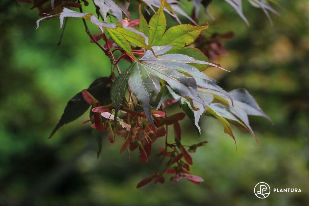 Blätter des Japanischen Ahorns