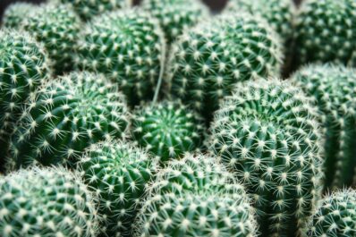 Kakteen düngen: Die perfekte Düngung für den Kaktus