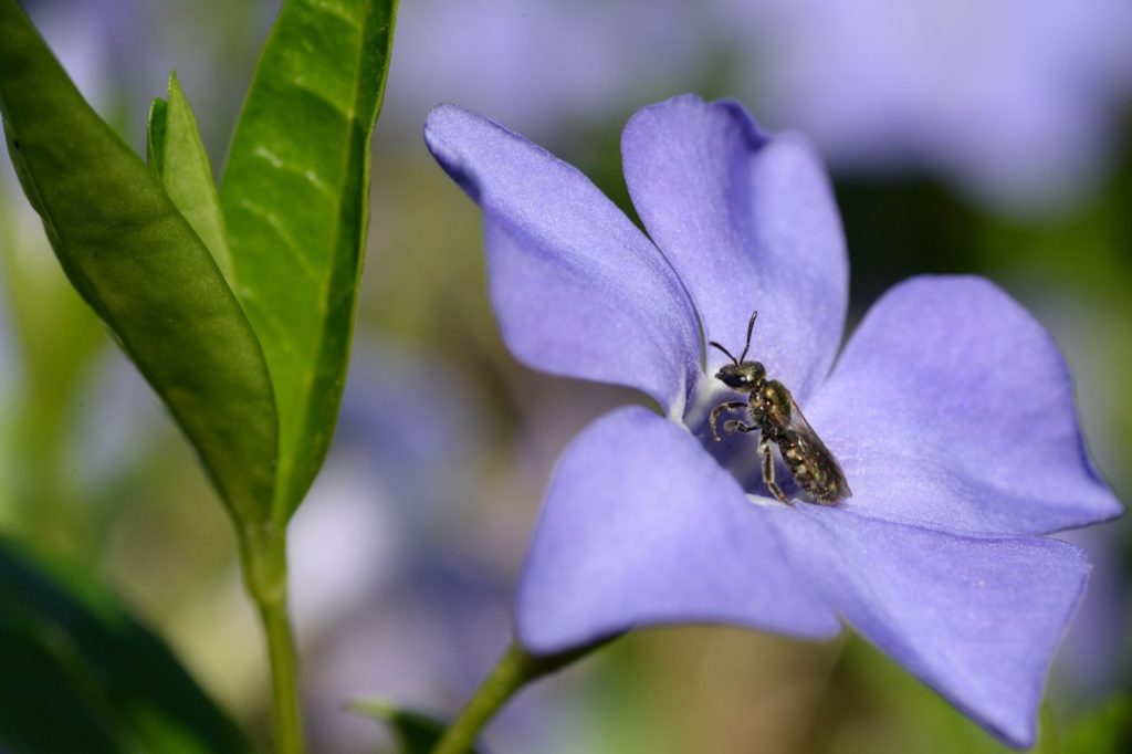 Mehrjahrige Bodendecker Fur Bienen