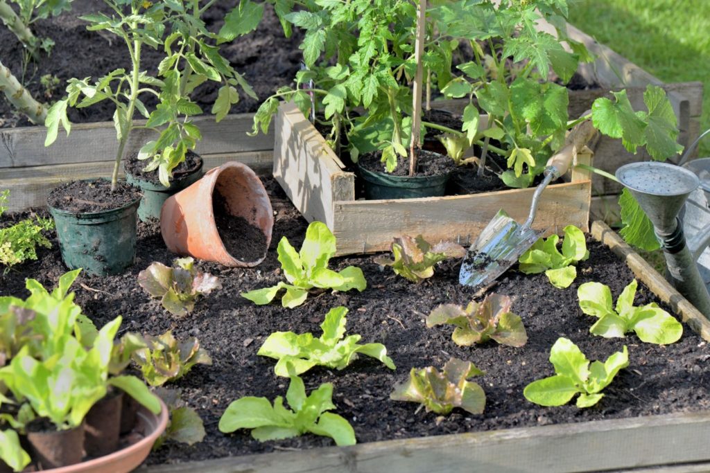 Mischkultur mit Tomaten- und Salatpflanzen
