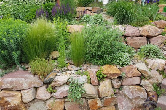 Trockenmauer im Garten: 5 Tipps zur richtigen Bepflanzung