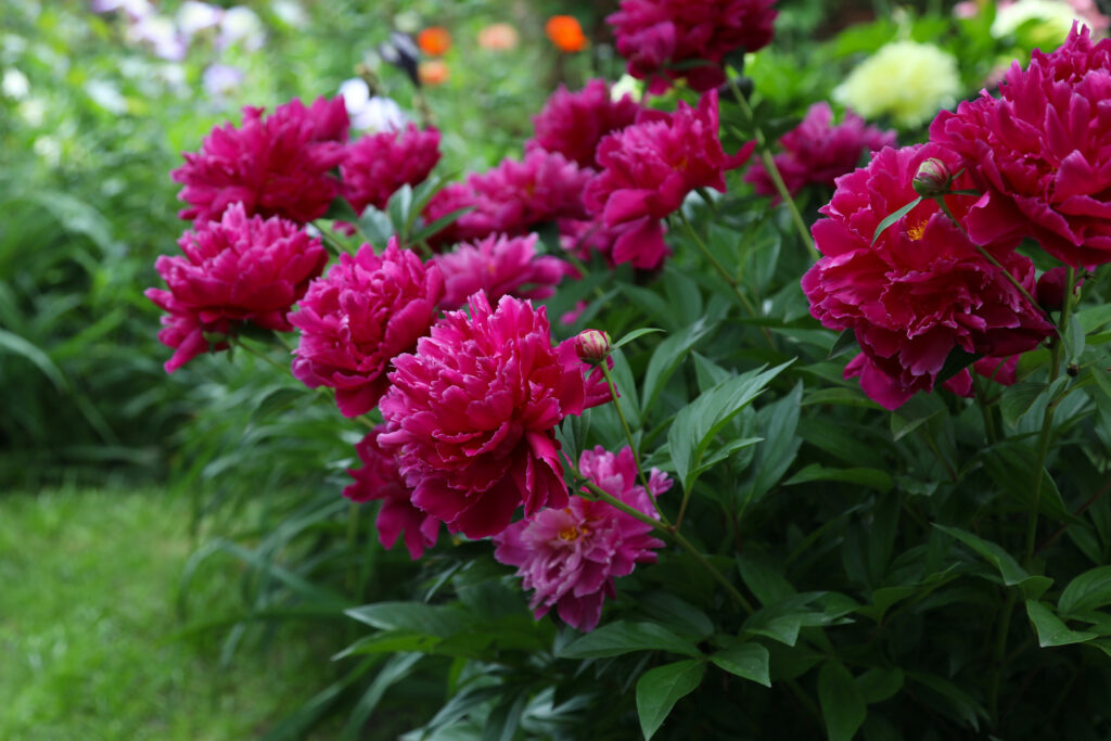 Blühende Pfingstrosen im Garten