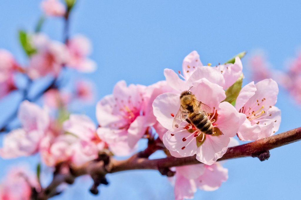 Biene an den rosa Pfirsichbaum-Blüten