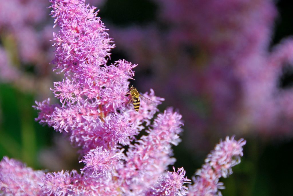 Bienen sitzt auf Blüten der Prachtspiere