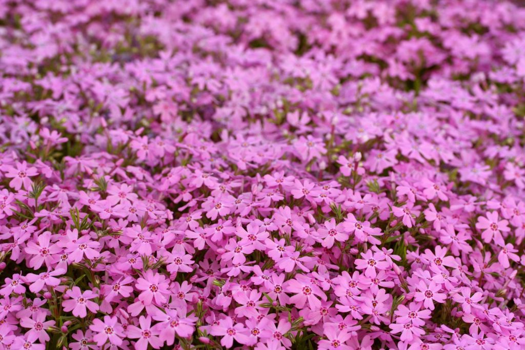 Pinke Teppich-Phlox-Blüten