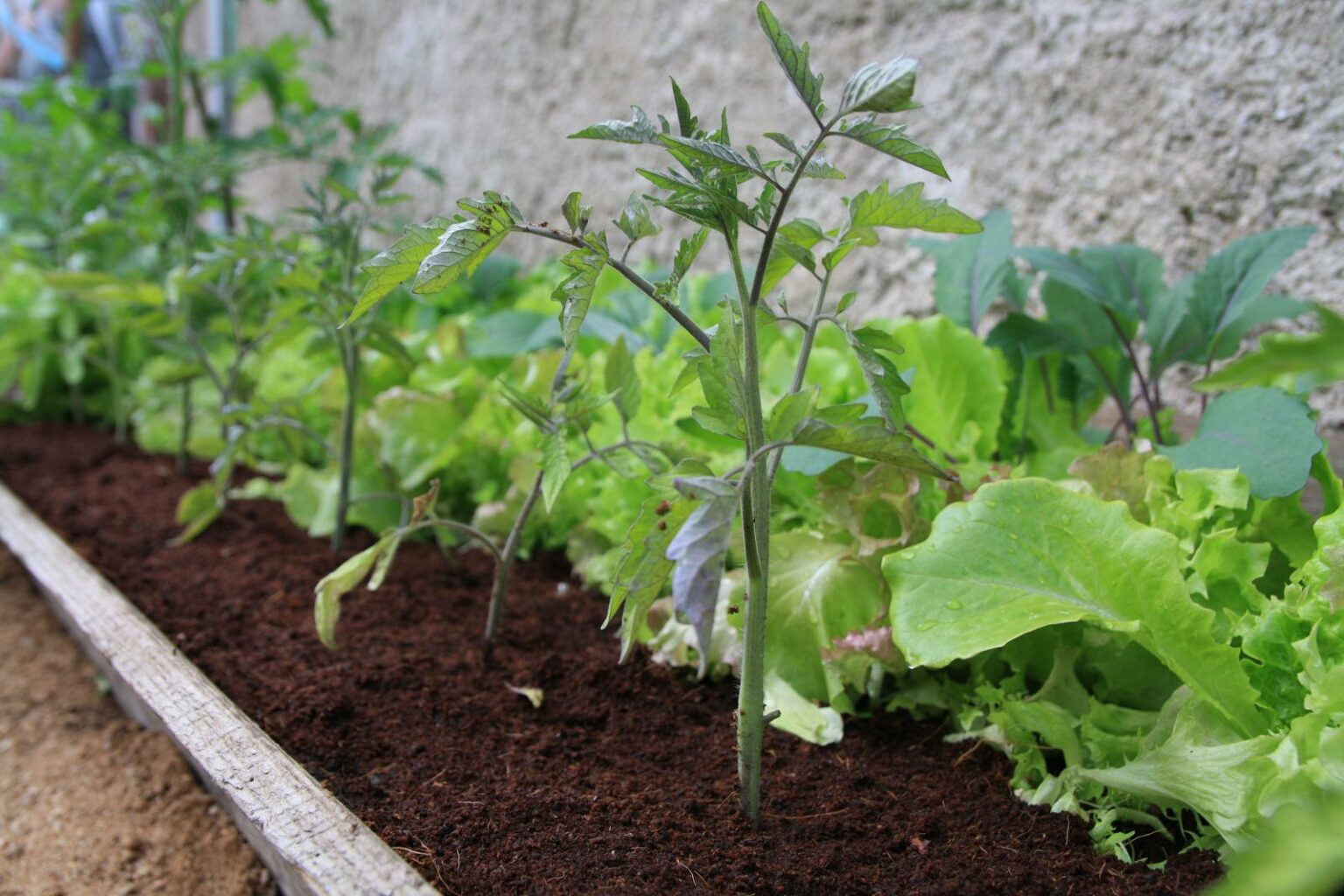 Mischkultur bei Tomaten Die besten Pflanznachbarn Plantura