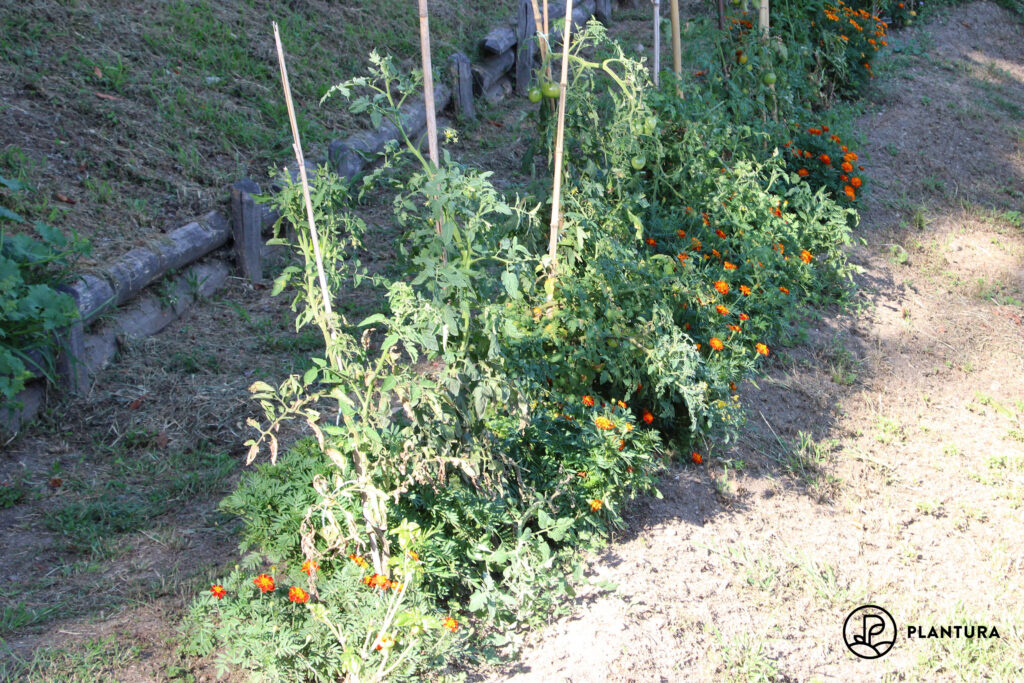 Tomaten in Mischkultur