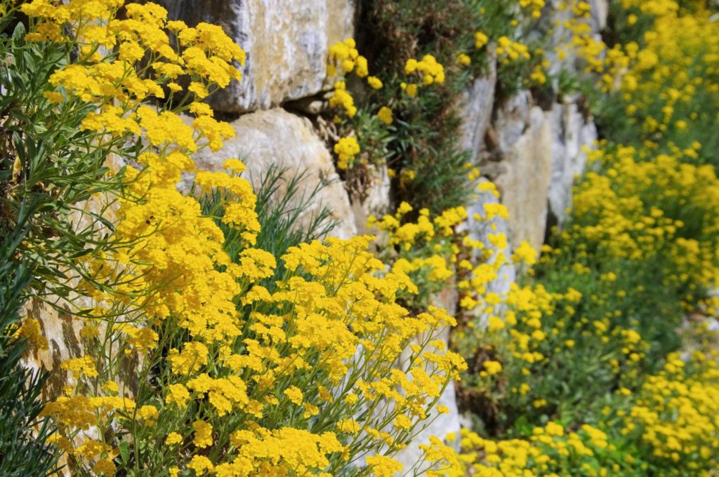 Trockenmauer mit gelben Blüten