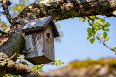 Nistkasten selber bauen: So sieht der perfekte Vogelkasten aus