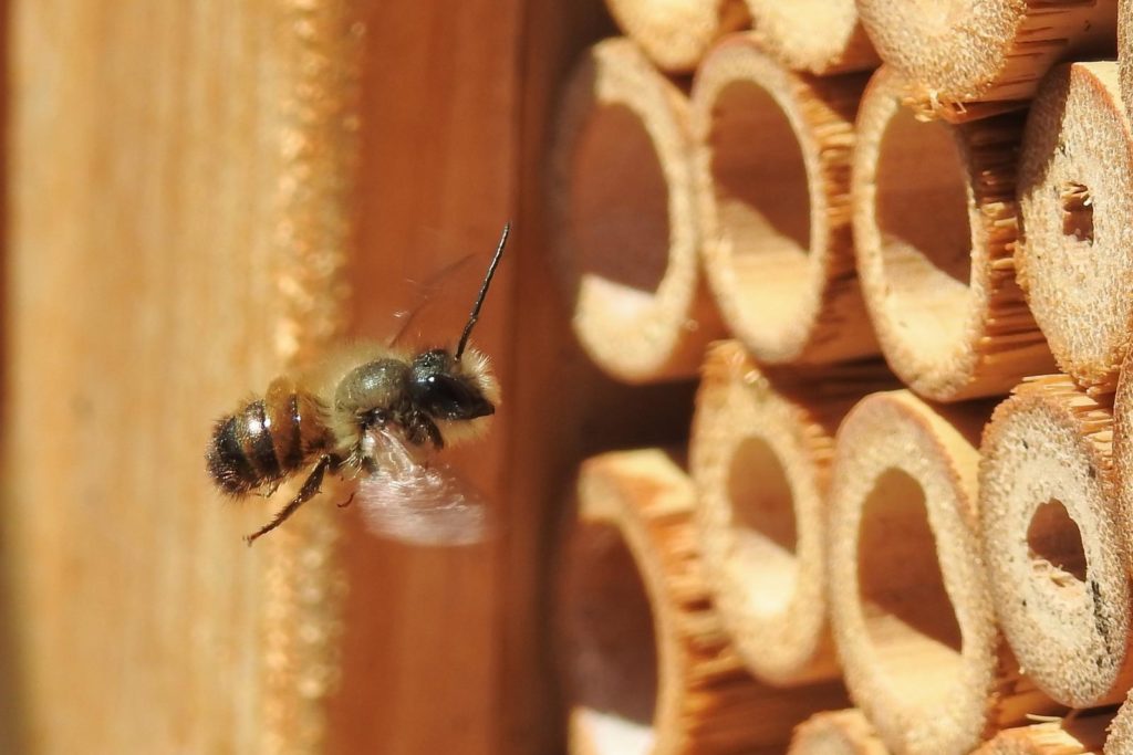Wildbiene nutzt hohle Stängel in Insektenhotel