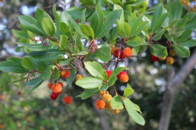 Erdbeerbaum: Die besten Arten & Tipps zum Pflanzen im Garten
