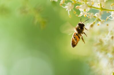 Wie kann man Bienen helfen? Experten-Tipps zur Rettung der Bienen