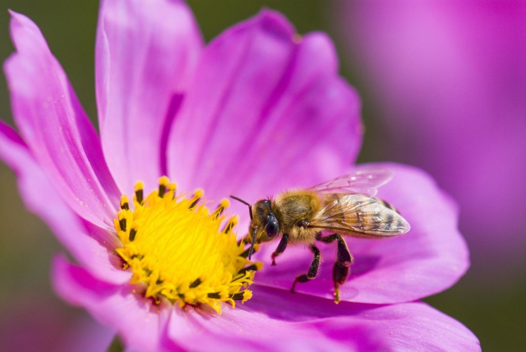 Biene bestäubt Blütte