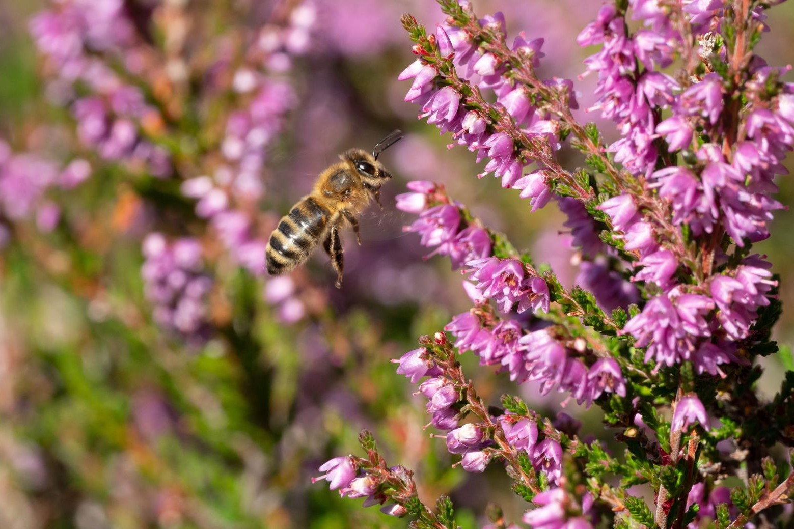 Insektenfreundliche Blumen für Balkon & Garten Plantura
