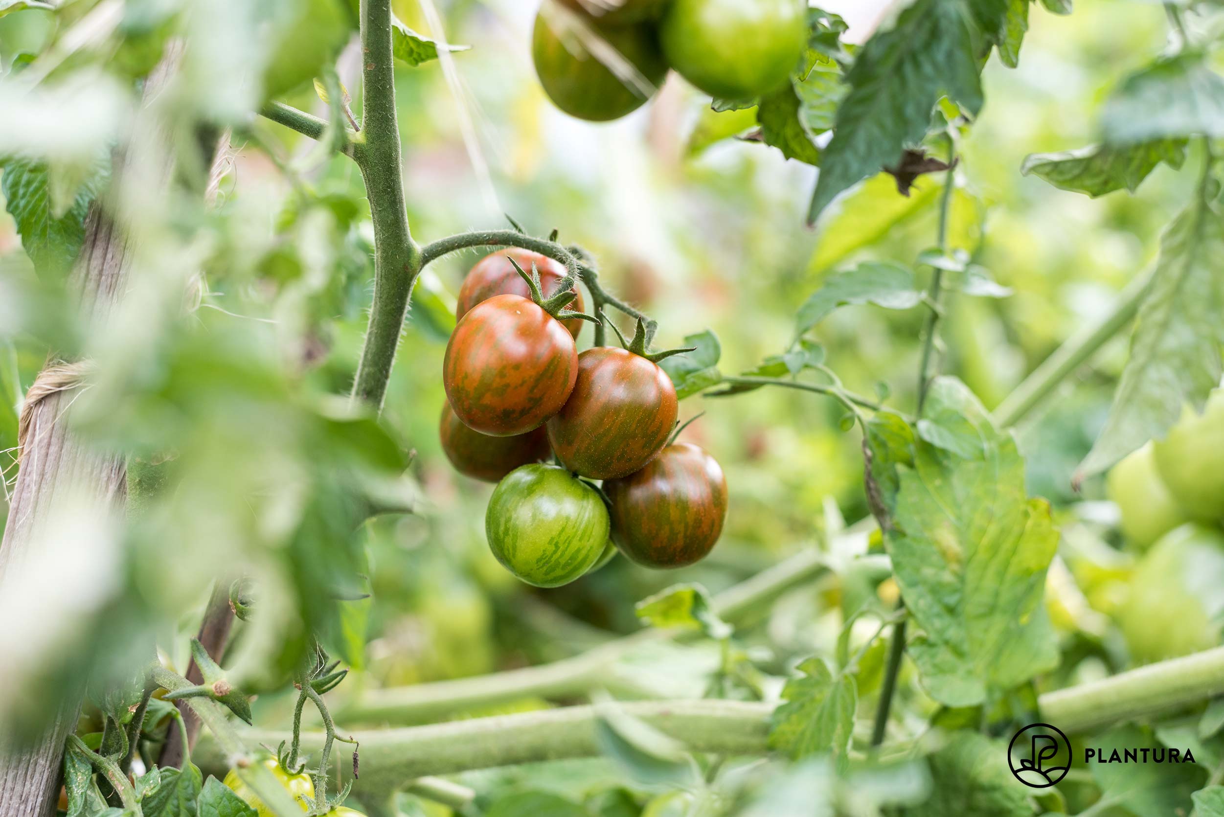 Tomatenpflanze mit Black-Zebra-Tomaten