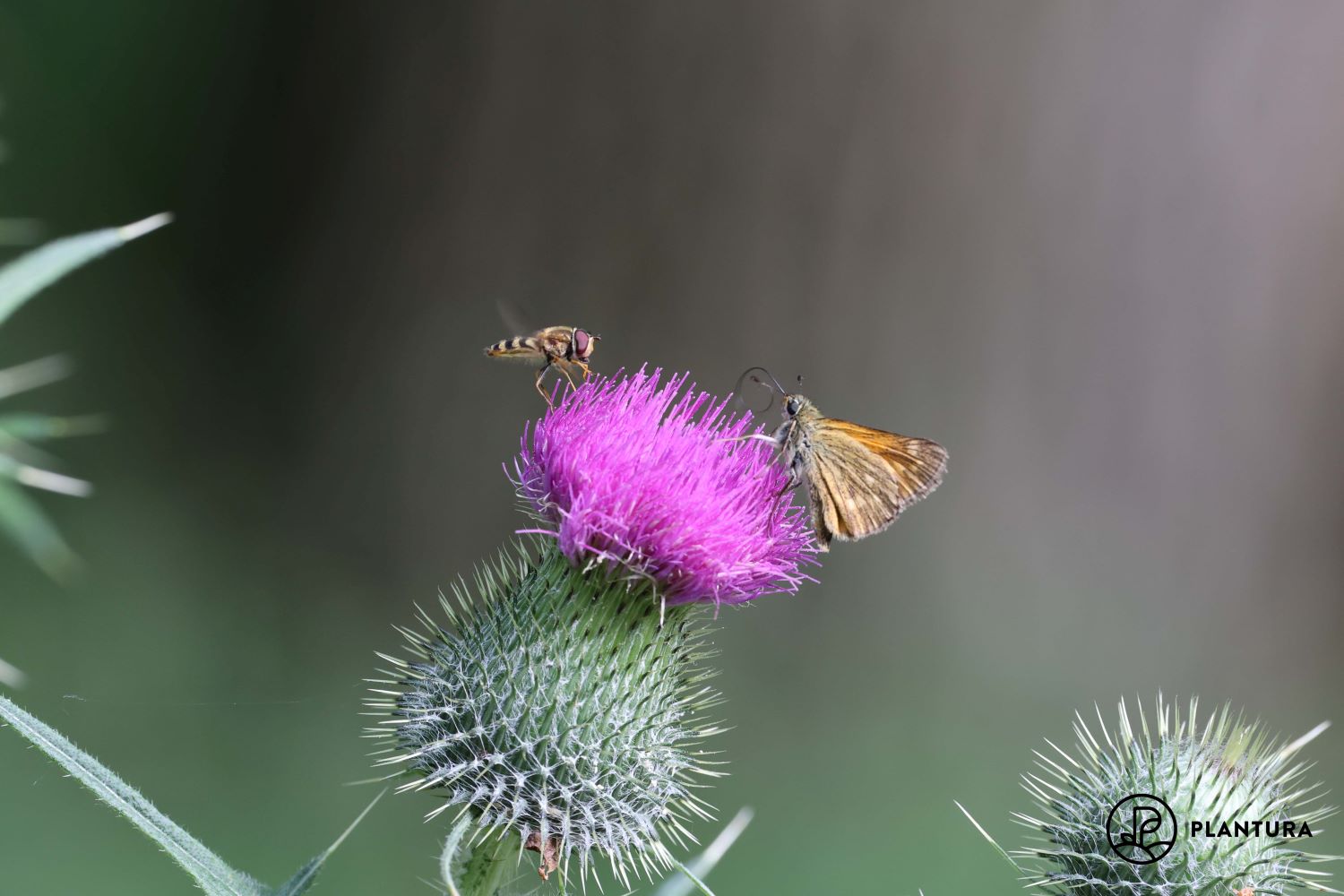 Insektenfreundliche Blumen: Für einen summenden Garten & Balkon