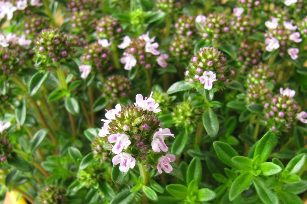 Blüte des Bohnenkrautes