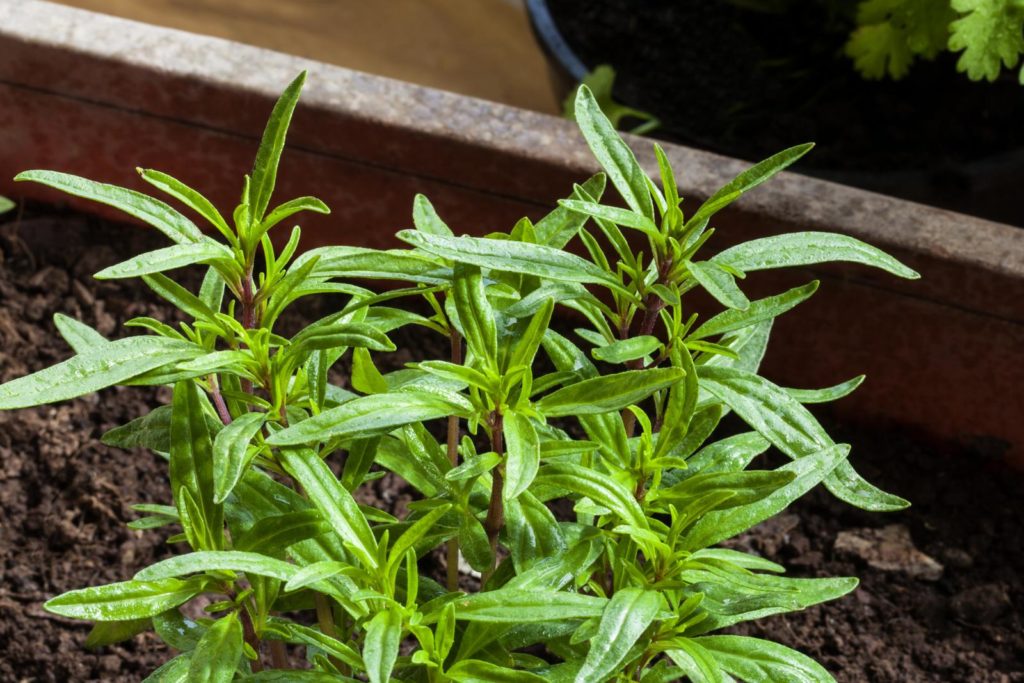 Bohnenkraut in Blumenkasten