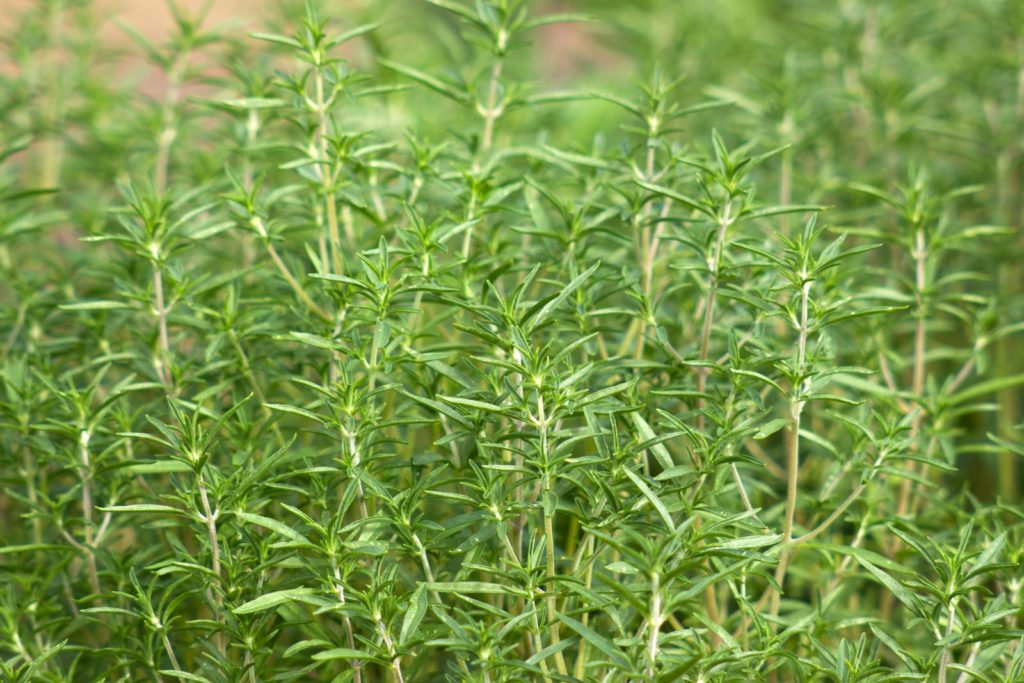 Sommerbohnenkraut