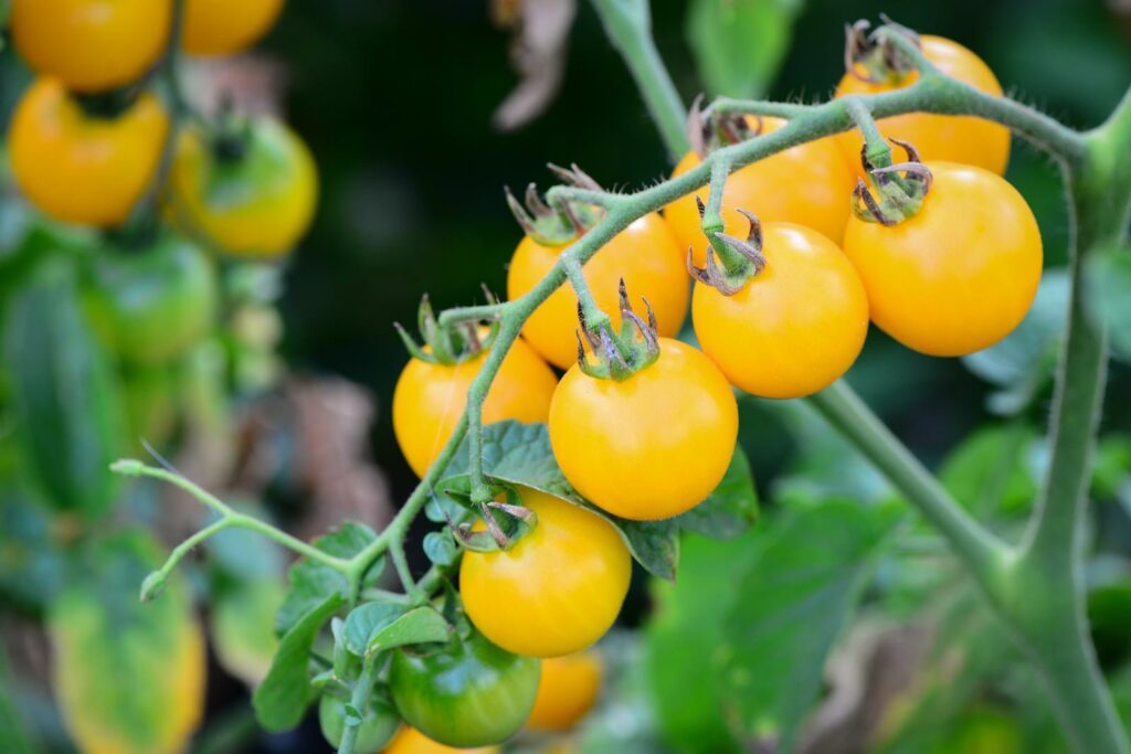 Gelbe Cherry-Tomaten