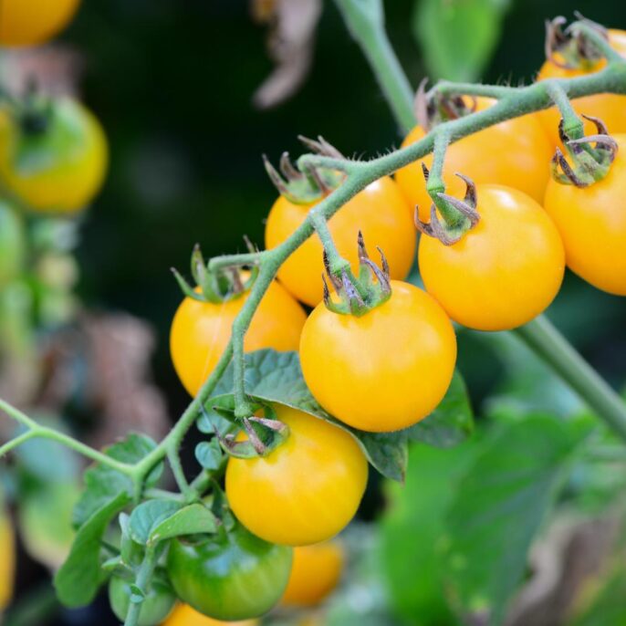 Gelbe Tomaten: Die besten Sorten & Tipps zum Pflanzen