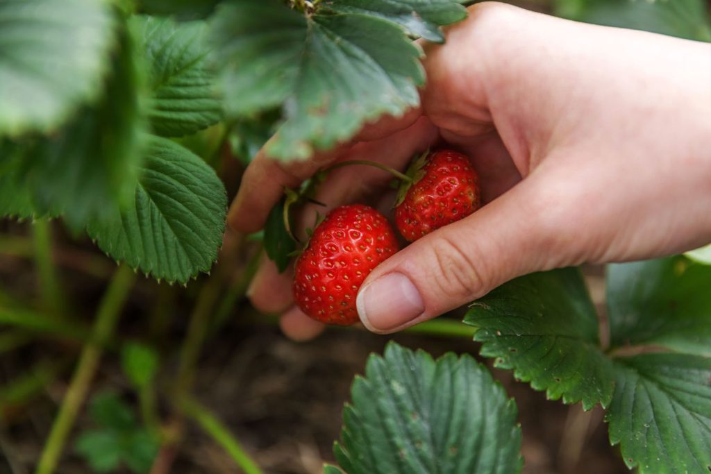 Erdbeeren in Beet werden gepflückt
