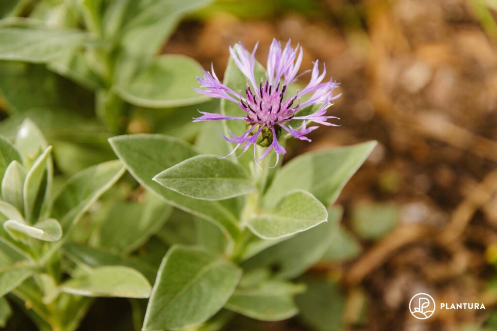 insektenfreundliche Flockenblume