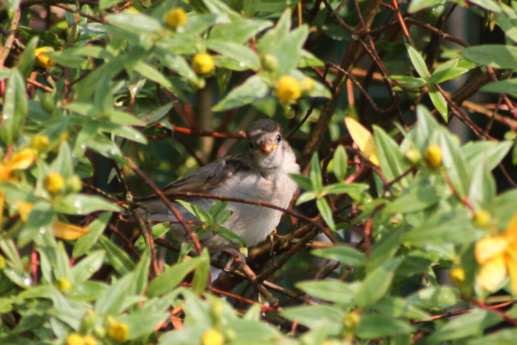 Vogel in einem blühenden Johanniskraut-Strauch