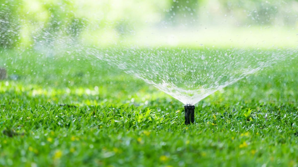 Rasen bewssern: Wann & wie? - Plantura