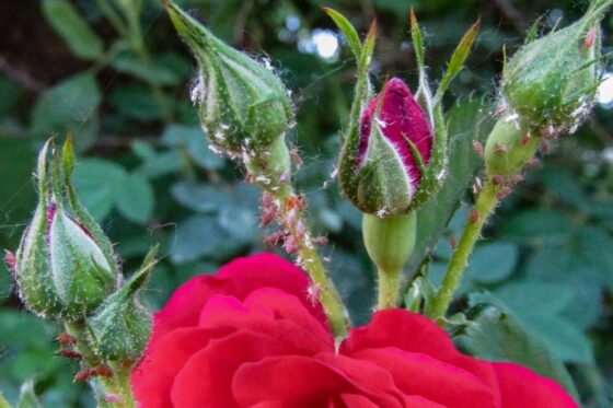 Blattläuse an Rosen: So bekämpft man die Läuse natürlich