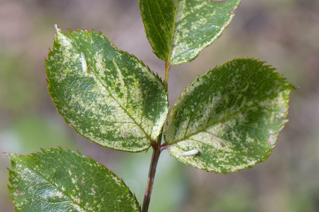Rosenzikaden auf Blatt