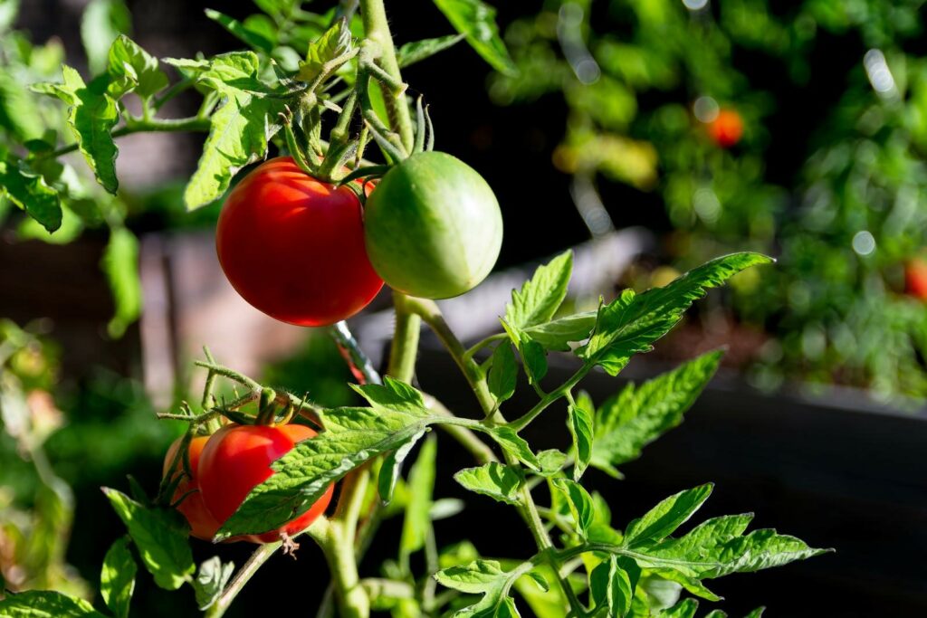 Berner Rose, reife Frucht an Pflanze