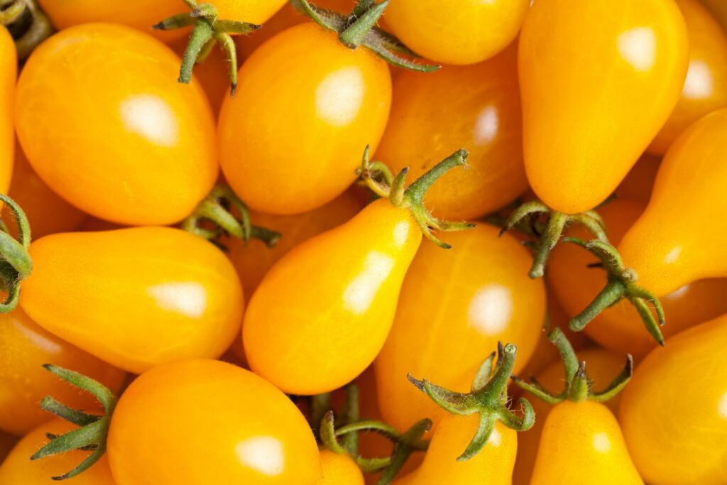 Dattelwein: Die gelbe Tomatensorte im Portrait - Plantura | Billiger Donnerstag