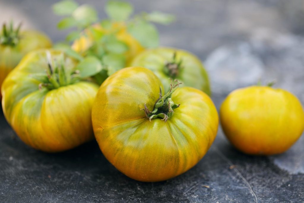 Reife grüne Tomaten