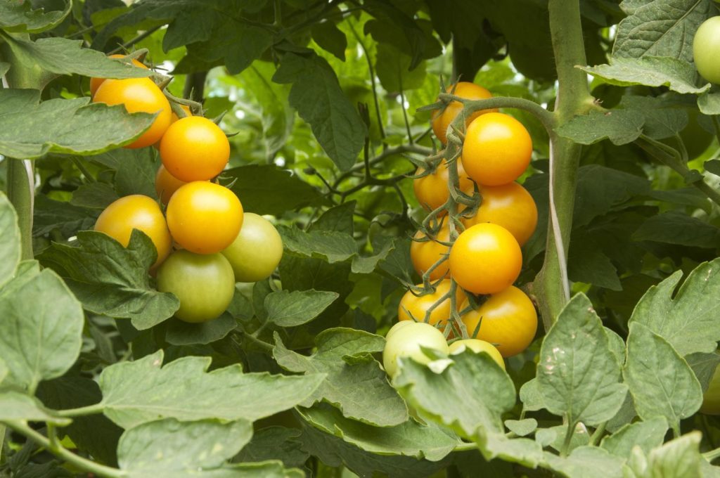 Tomate Goldene Königin an Pflanze