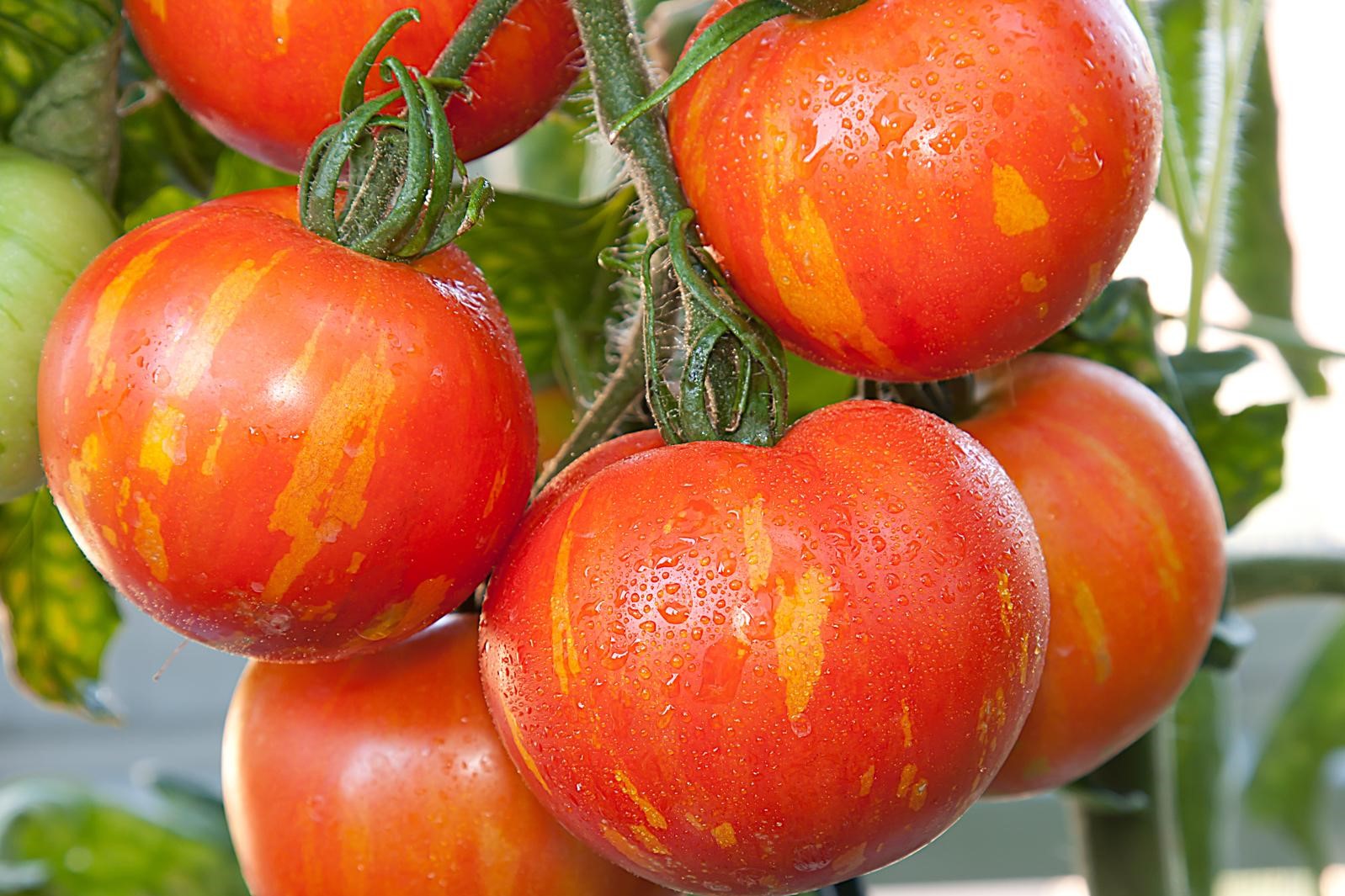 Tigerella Die Tiger Tomaten Im Portrait Plantura